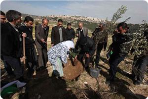 Photo of Filistinliler gasp edilme tehlikesi altındaki topraklara zeytin ağacı dikti